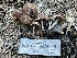  ( - HAY-F-002974)  @11 [ ] by-nc (2023) Damon Tighe Fungal Diversity Survey