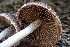  ( - HAY-F-002974)  @11 [ ] by-nc (2023) Damon Tighe Fungal Diversity Survey