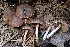  ( - HAY-F-002974)  @11 [ ] by-nc (2023) Damon Tighe Fungal Diversity Survey
