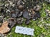  ( - HAY-F-002975)  @11 [ ] by-nc (2023) Damon Tighe Fungal Diversity Survey
