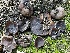 ( - HAY-F-002975)  @11 [ ] by-nc (2023) Damon Tighe Fungal Diversity Survey