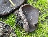  ( - HAY-F-002975)  @11 [ ] by-nc (2023) Damon Tighe Fungal Diversity Survey