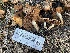 ( - HAY-F-003069)  @11 [ ] by-nc (2023) Damon Tighe Fungal Diversity Survey