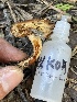  ( - HAY-F-003069)  @11 [ ] by-nc (2023) Damon Tighe Fungal Diversity Survey