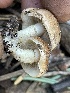  ( - HAY-F-003069)  @11 [ ] by-nc (2023) Damon Tighe Fungal Diversity Survey