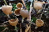  ( - HAY-F-002976)  @11 [ ] by-nc (2023) Damon Tighe Fungal Diversity Survey
