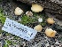  ( - HAY-F-002977)  @11 [ ] by-nc (2023) Damon Tighe Fungal Diversity Survey