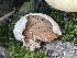  ( - HAY-F-002977)  @11 [ ] by-nc (2023) Damon Tighe Fungal Diversity Survey