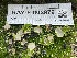  ( - HAY-F-002979)  @11 [ ] by-nc (2023) Damon Tighe Fungal Diversity Survey