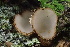  ( - HAY-F-002979)  @11 [ ] by-nc (2023) Damon Tighe Fungal Diversity Survey