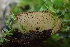  ( - HAY-F-002979)  @11 [ ] by-nc (2023) Damon Tighe Fungal Diversity Survey