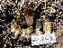  ( - HAY-F-002982)  @11 [ ] by-nc (2023) Damon Tighe Fungal Diversity Survey