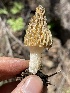  ( - HAY-F-002982)  @11 [ ] by-nc (2023) Damon Tighe Fungal Diversity Survey