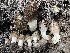  (Morchella sp. CA01 - HAY-F-002982)  @11 [ ] by-nc (2023) Damon Tighe Fungal Diversity Survey