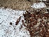  ( - HAY-F-002985)  @11 [ ] by-nc (2023) Damon Tighe Fungal Diversity Survey