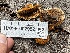  (Gloeophyllum sp. sepiarium-PNW01 - HAY-F-002992)  @11 [ ] by-nc (2023) Damon Tighe Fungal Diversity Survey