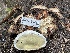  ( - HAY-F-002995)  @11 [ ] by-nc (2023) Damon Tighe Fungal Diversity Survey