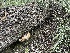  ( - HAY-F-002995)  @11 [ ] by-nc (2023) Damon Tighe Fungal Diversity Survey