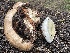  ( - HAY-F-002995)  @11 [ ] by-nc (2023) Damon Tighe Fungal Diversity Survey