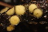  (Lachnellula - HAY-F-003006)  @11 [ ] by-nc (2023) Damon Tighe Fungal Diversity Survey