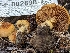  ( - HAY-F-002898)  @11 [ ] by-nc (2023) Stu Pickell Fungal Diversity Survey