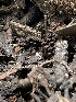  ( - HAY-F-004185)  @11 [ ] by-nc (2023) Jaren Hockert Fungal Diversity Survey