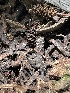  ( - HAY-F-004185)  @11 [ ] by-nc (2023) Jaren Hockert Fungal Diversity Survey