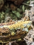  ( - HAY-F-004374)  @11 [ ] by-nc (2023) Stu Pickell Fungal Diversity Survey