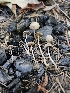  ( - HAY-F-003258)  @11 [ ] by (2023) Mandy Hackney Fungal Diversity Survey