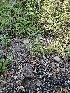  ( - HAY-F-003258)  @11 [ ] by (2023) Mandy Hackney Fungal Diversity Survey