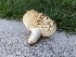  (Russula sp. CA01 - HAY-F-004378)  @11 [ ] by-nc (2023) Stu Pickell Fungal Diversity Survey