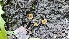  ( - HAY-F-002198)  @11 [ ] by-nc (2023) Thea Chesney Fungal Diversity Survey