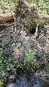  ( - HAY-F-002198)  @11 [ ] by-nc (2023) Thea Chesney Fungal Diversity Survey