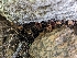  ( - HAY-F-004380)  @11 [ ] by-nc (2023) Stu Pickell Fungal Diversity Survey