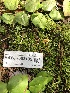 ( - HAY-F-003135)  @11 [ ] by-nc (2023) Dean Lyons Fungal Diversity Survey