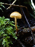  ( - HAY-F-003711)  @11 [ ] by-nc (2023) Dean Lyons Fungal Diversity Survey