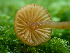  ( - HAY-F-003711)  @11 [ ] by-nc (2023) Dean Lyons Fungal Diversity Survey