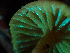  ( - HAY-F-003711)  @11 [ ] by-nc (2023) Dean Lyons Fungal Diversity Survey