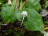  ( - HAY-F-003150)  @11 [ ] by-nc (2023) Dean Lyons Fungal Diversity Survey