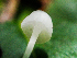 ( - HAY-F-003150)  @11 [ ] by-nc (2023) Dean Lyons Fungal Diversity Survey