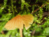  ( - HAY-F-003135)  @11 [ ] by-nc (2023) Dean Lyons Fungal Diversity Survey