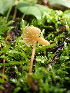  ( - HAY-F-003135)  @11 [ ] by-nc (2023) Dean Lyons Fungal Diversity Survey