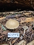  ( - HAY-F-003271)  @11 [ ] by (2023) Mandy Hackney Fungal Diversity Survey