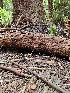  ( - HAY-F-003271)  @11 [ ] by (2023) Mandy Hackney Fungal Diversity Survey