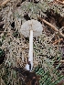  ( - HAY-F-003271)  @11 [ ] by (2023) Mandy Hackney Fungal Diversity Survey