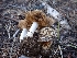  ( - HAY-F-003620)  @11 [ ] by-nc (2023) Sadie Hickey Fungal Diversity Survey