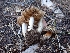  ( - HAY-F-003620)  @11 [ ] by-nc (2023) Sadie Hickey Fungal Diversity Survey