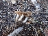  ( - HAY-F-003620)  @11 [ ] by-nc (2023) Sadie Hickey Fungal Diversity Survey