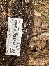  ( - HAY-F-003781)  @11 [ ] by-nc (2023) Grace Stark Fungal Diversity Survey