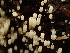  ( - HAY-F-003781)  @11 [ ] by-nc (2023) Grace Stark Fungal Diversity Survey